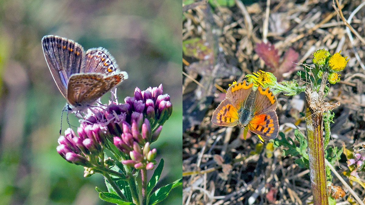 Common Blue [Polyommatus icarus] and Small Copper [Lycaena phlaeas]