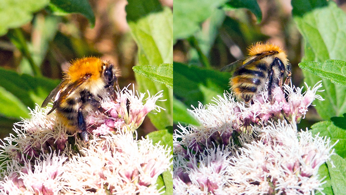 Common Carder Bee [Bombus pascuorum]