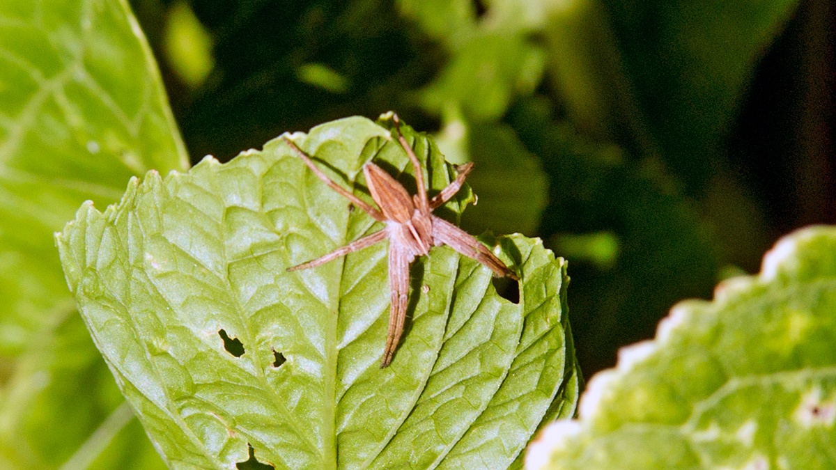 Nursery Web Spider [Pisaura mirabilis]