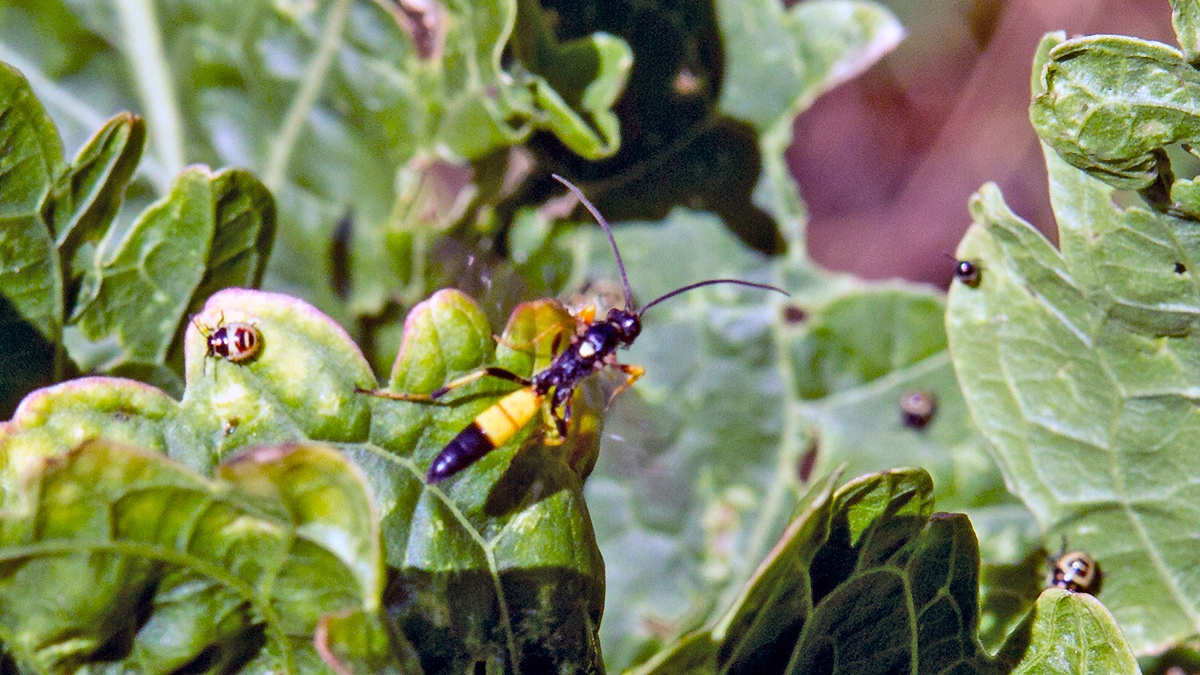 ichneumon wasp [Ichneumon stramentor?]
