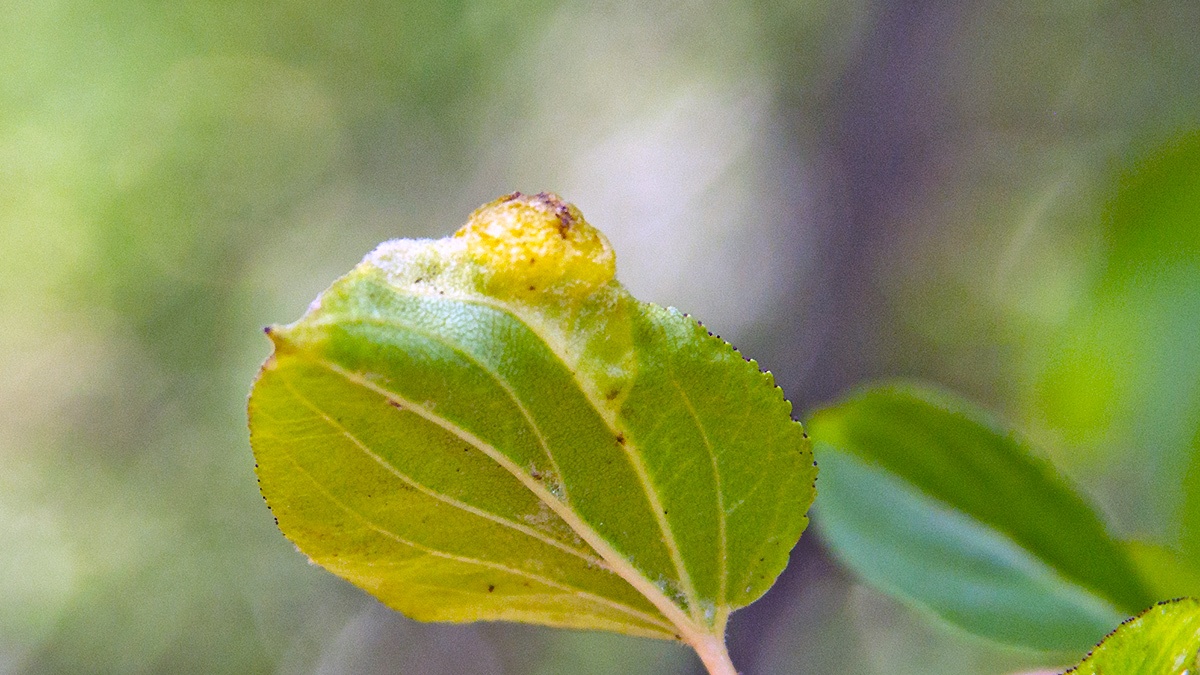 Jumping Plant Louse [Trichochermes walkeri]