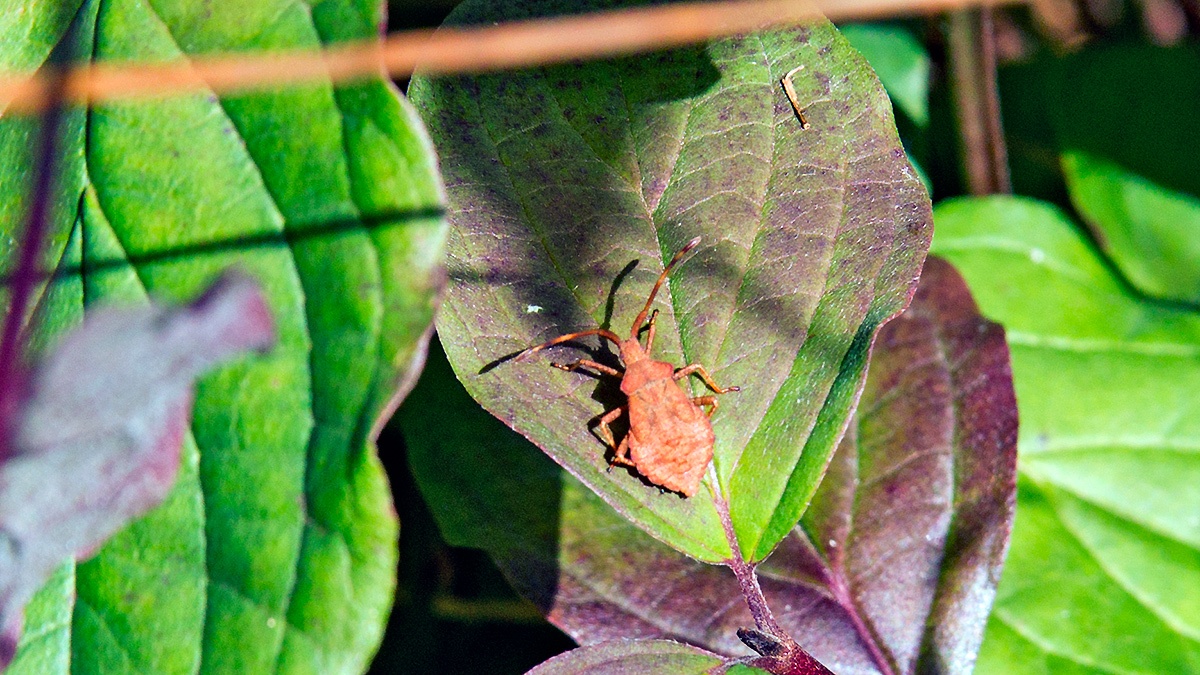 Dock Bug [Coreus marginatus]