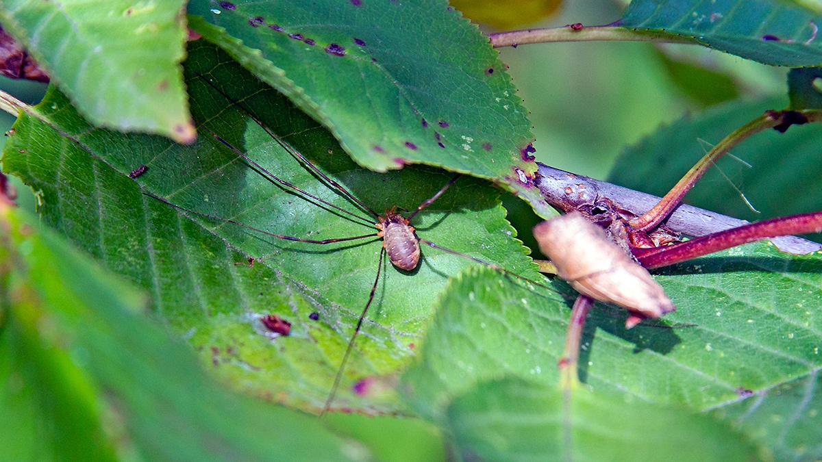 Red Harvestman [Opilio canestrinii]