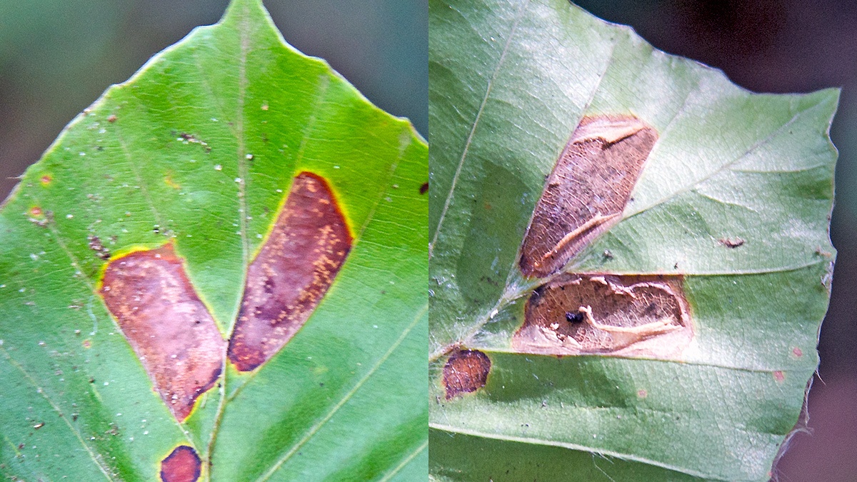 Ilex Leaf-miner moth [Phyllonorycter messaniella?]