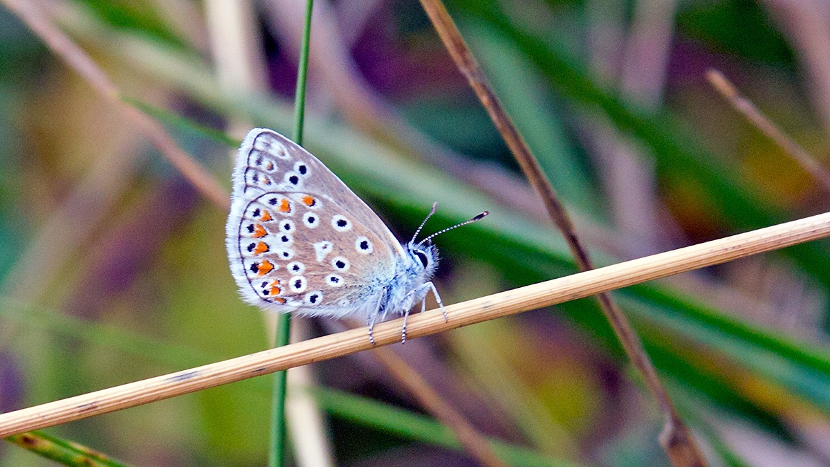 Common Blue [Polyommatus icarus]