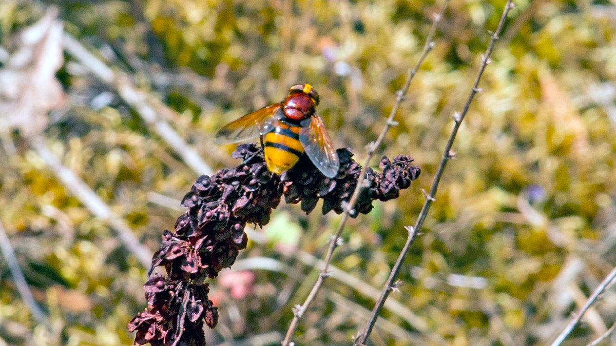 Hornet Mimic Hoverfly [Volucella zonaria]