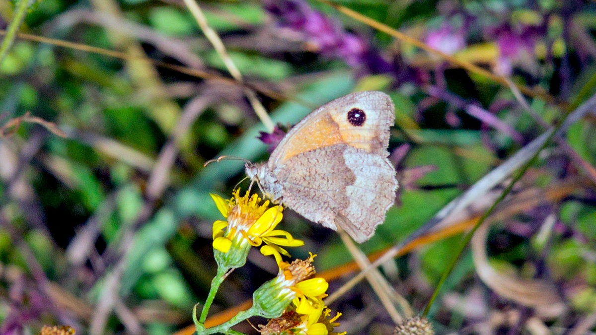 Meadow Brown [Maniola jurtina]