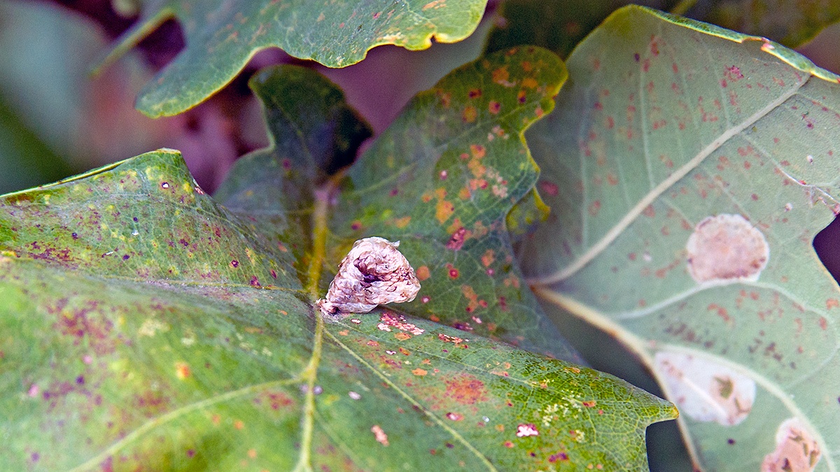 Cloaked Case-bearer moth [Coleophora kuehnella]