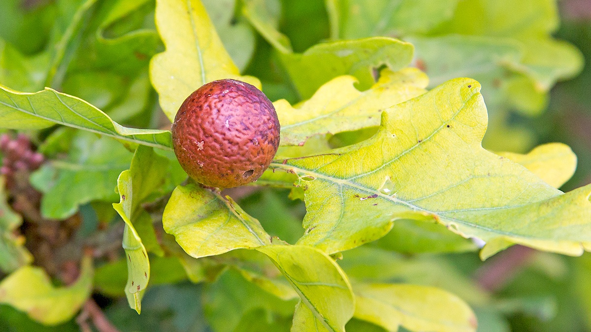 Oak Marble Gall Wasp [Andricus kollari agamic]
