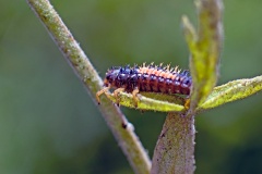 Harlequin Ladybird [Harmonia axyridis]
