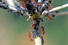 Black Bean Aphid [Aphis fabae]