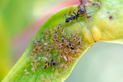 Norway Maple Periphyllus Aphid [Periphyllus lyropictus]