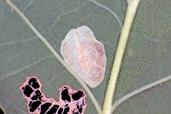 Common Oak Leaf-miner [Phyllonorycter quercifoliella?]