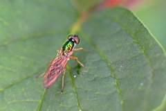 Twin-spot Centurion [Sargus bipunctatus]