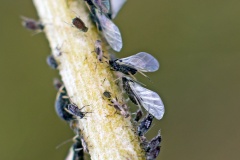 Black Bean Aphid [Aphis fabae]