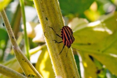Striped Shieldbug [Graphosoma italicum]