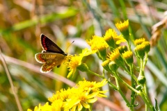 Brown Argus [Aricia agestis]