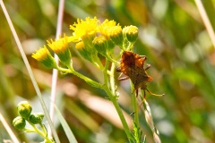 Dock Bug [Coreus marginatus]