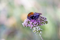 Tree Bumblebee [Bombus hypnorum]