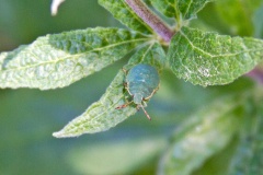 Common Green Shieldbug [Palomena prasina]