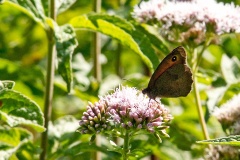 Meadow Brown [Maniola jurtina]