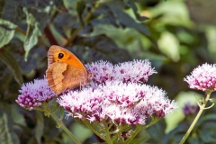 Gatekeeper [Pyronia tithonus]
