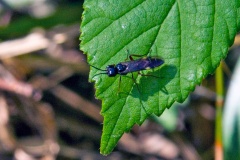 Curled Rose Sawfly [Allantus cinctus]