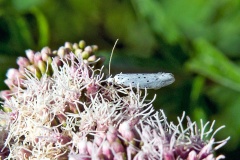 Spindle Ermine [Yponomeuta cagnagella]