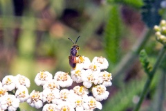blood bee [Sphecodes sp.]