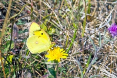 Clouded Yellow [Colias croceus]