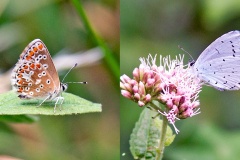 2 butterflies on Hemp-agrimony