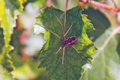 Common Harvestman [Phalangium opilio]