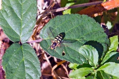 Black-tailed Aphideater [Eupeodes luniger]
