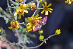 Common Purple-and-Gold [Pyrausta purpuralis]
