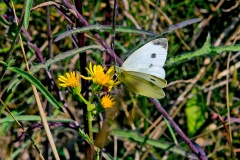 Small White [Pieris rapae]