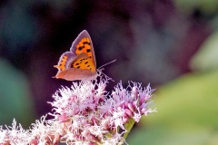 Small Copper [Lycaena phlaeas]
