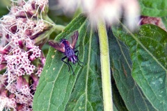 Red-spotted Parasite Fly [Eriothrix rufomaculata]