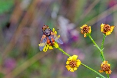 Common Tachinid [Tachina fera]
