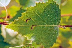 Birch Tuft moth [Bucculatrix demaryella?]