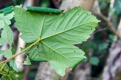 Rufous Stilt moth [Caloptilia rufipennella?]