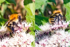 Common Carder Bee [Bombus pascuorum]