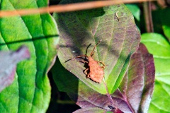 Dock Bug [Coreus marginatus]