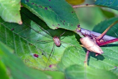 Red Harvestman [Opilio canestrinii]