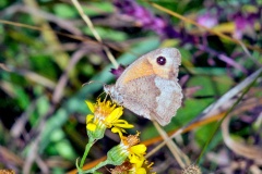 Meadow Brown [Maniola jurtina]