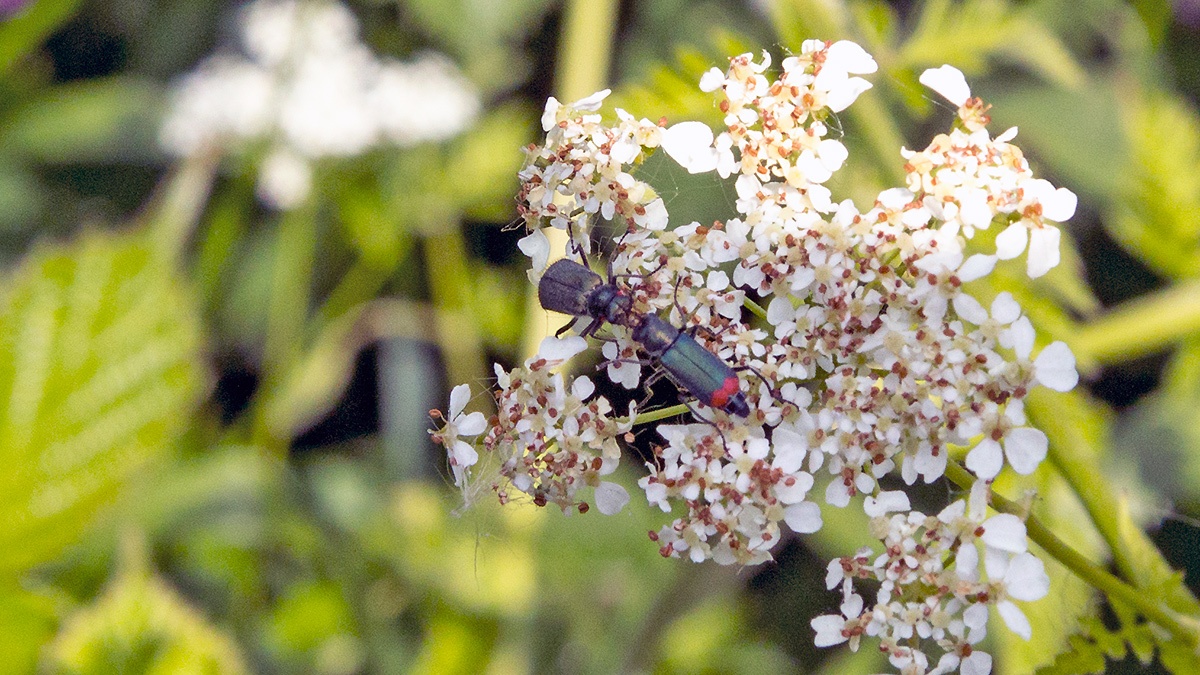 Red-tipped Flower Beetle [Malachius bipustulatus]