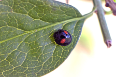 Kidney-spot Ladybird [Chilocorus renipustulatus]