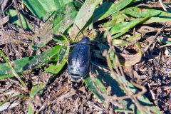 Black-punctured Leaf Beetle [Galeruca tanaceti]
