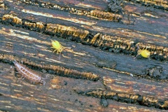 globular springtails [Dicyrtomina minuta]