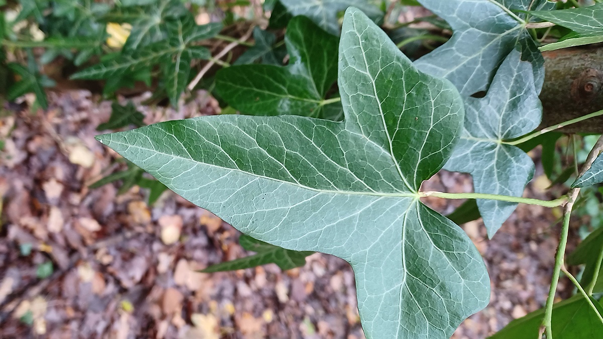 Common Ivy [Hedera helix]