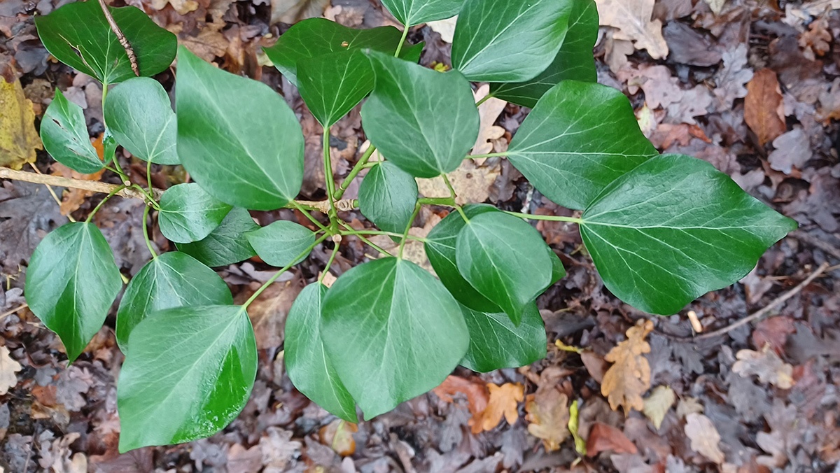 Common Ivy [Hedera helix]